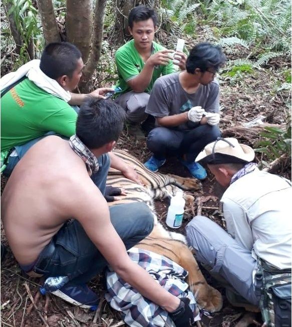  BBKSDA Riau Evakuasi Harimau Sumatera Terjerat di Teluk Meranti